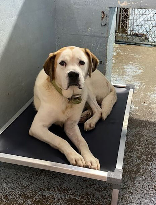 A Dog resting on a GotchaCot in a crate.