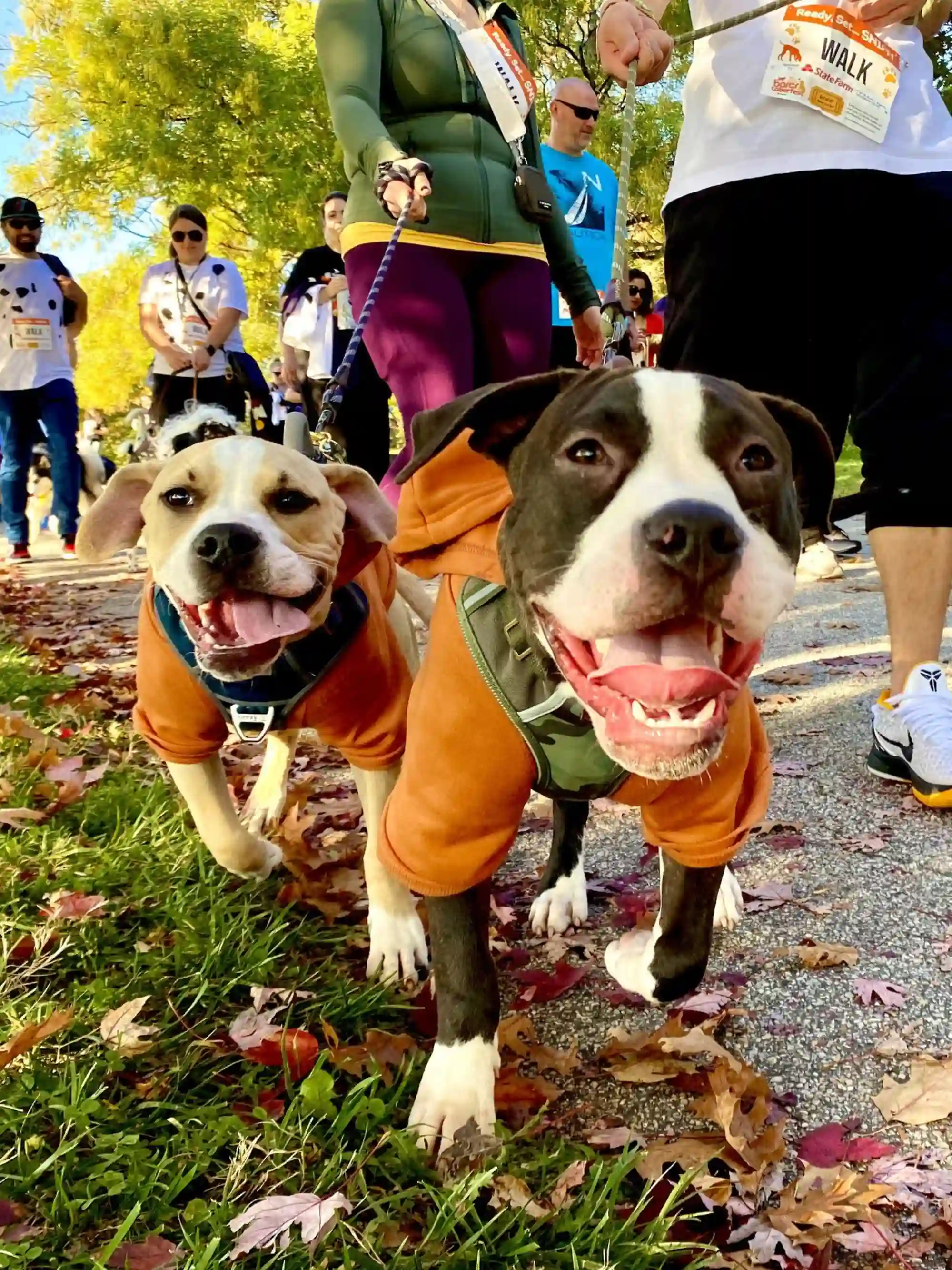 People walking dogs on leashes at an outdoor walking event