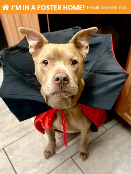 Photo of Moose (Nate)