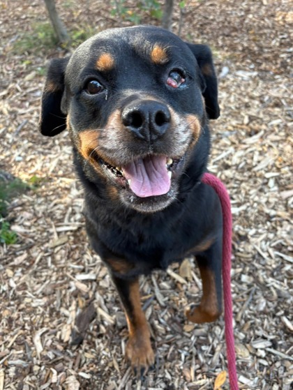 Photo of Chubbles (Betha)