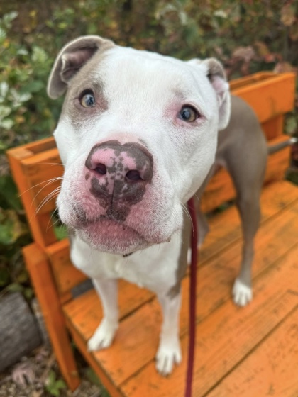 Photo of Bell Hopper