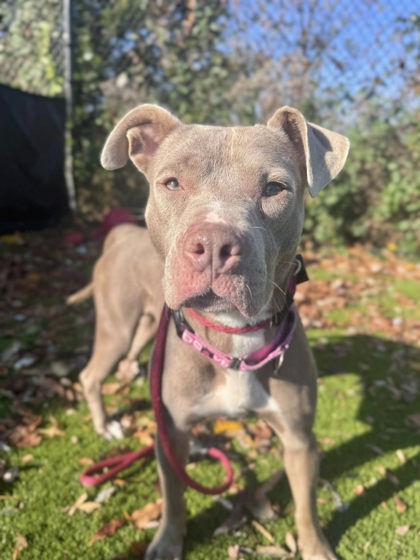 Photo of Tagalong 3 (Starr)