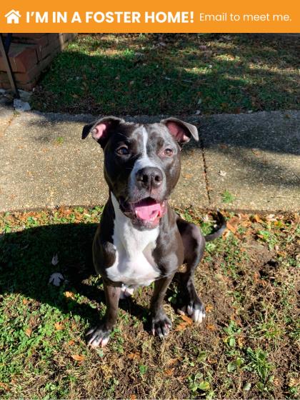 Photo of Shadow (Ruffles)