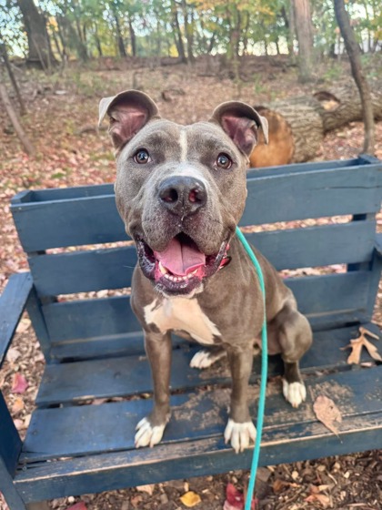 Photo of Ozzy (Giza)