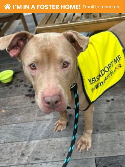 Photo of Lickety Split (Nala)