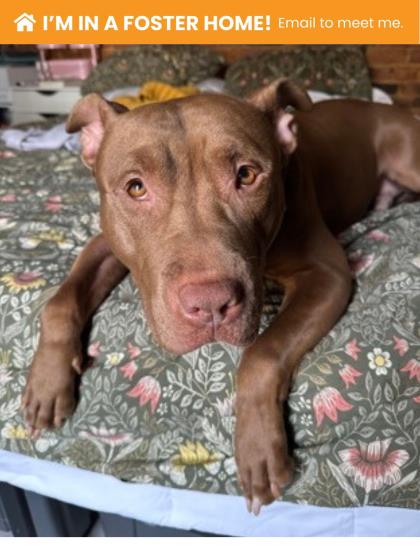 Photo of Red Panda (Whiskey)